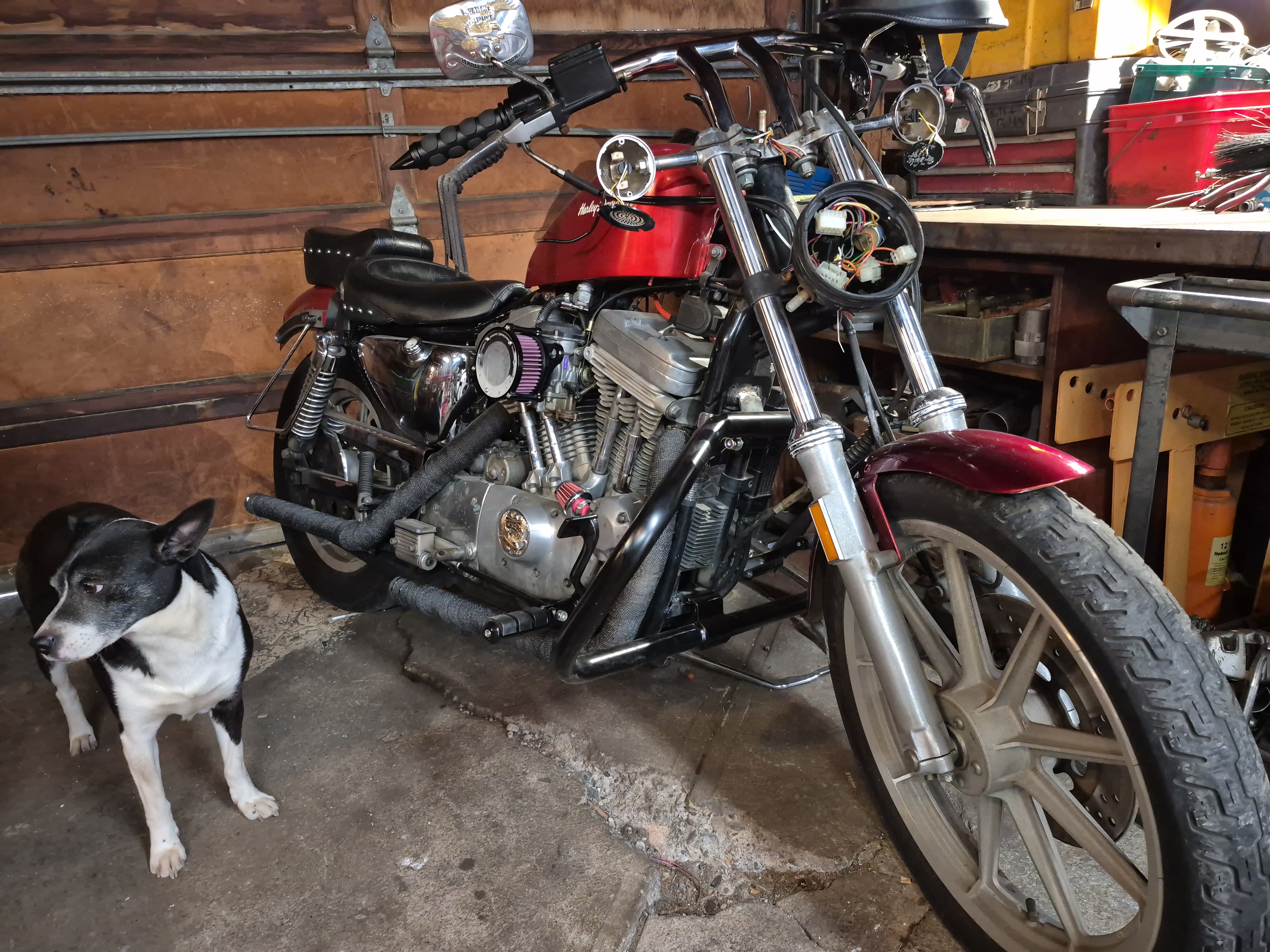 Xina and the ’86 Sportster